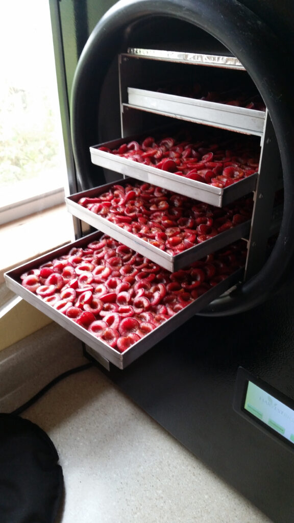 How to Decide — FreezeDrying or Dehydration? Homestead Living