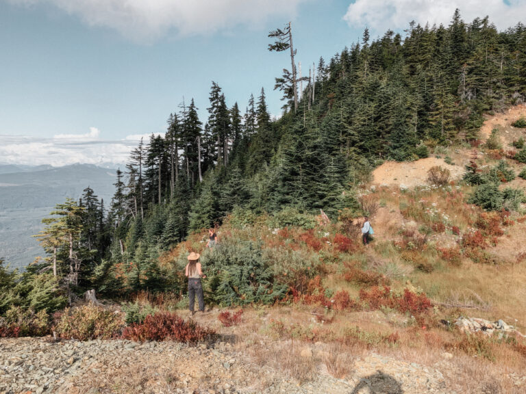 Beginner’s Guide to Foraging: Wild Edibles and Medicinal Plants