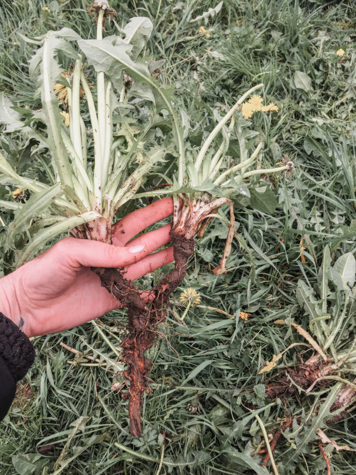 Beginner’s Guide to Foraging: Wild Edibles and Medicinal Plants