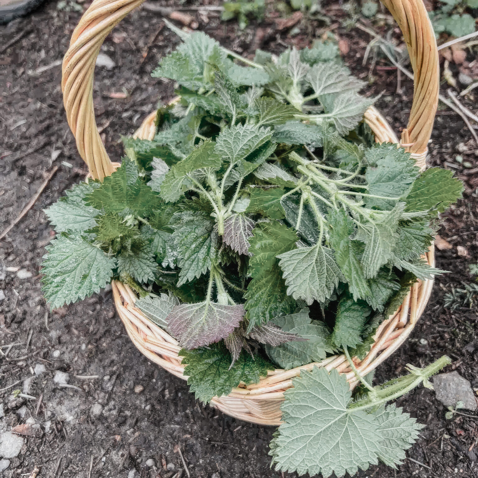 Beginner’s Guide to Foraging: Wild Edibles and Medicinal Plants