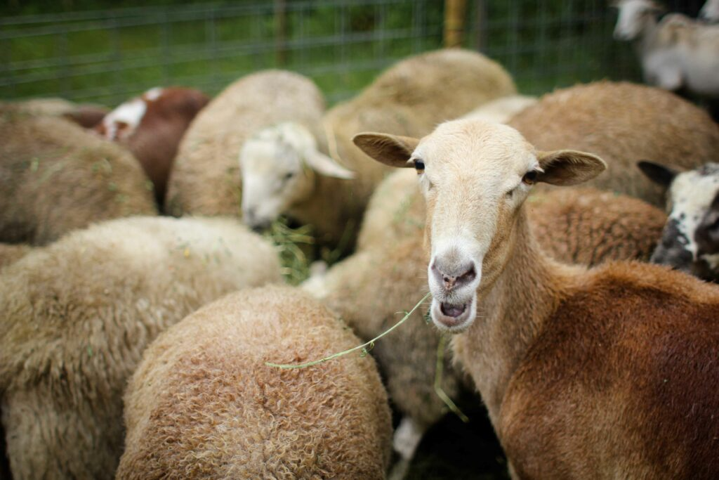 The Humane Art of Culling: Lessons in Respectful Livestock Harvesting