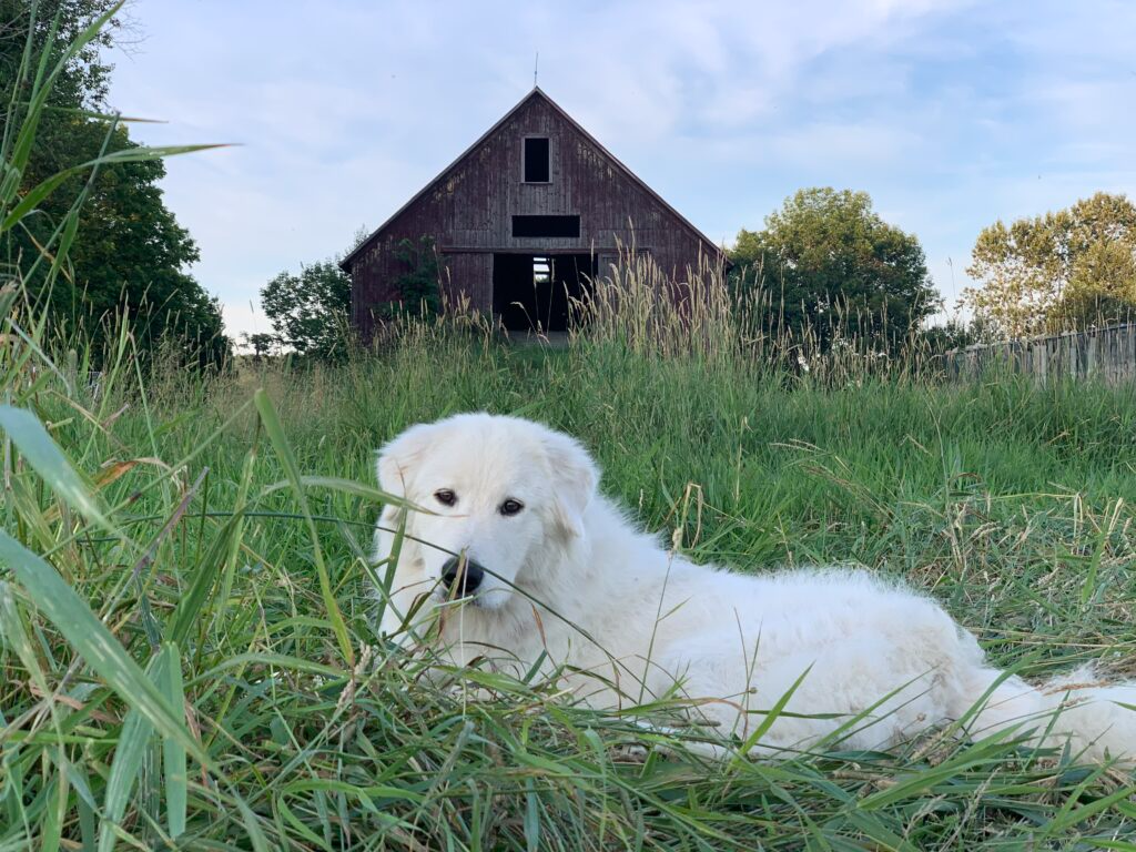 How to Choose the Perfect Livestock Guardian Dog Breed