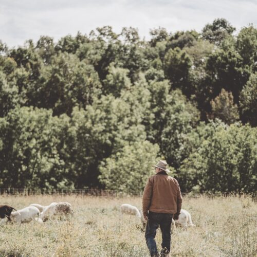 The Carbonaceous Diaper Effect: Turning Manure Into Compost Gold