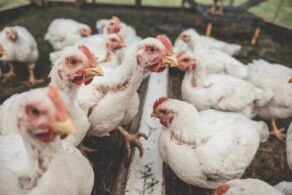 The Beginner’s Guide to Emergency Vet Skills