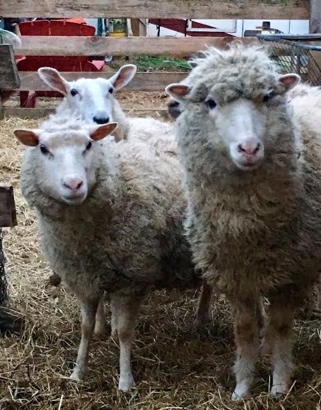 I Said I’d Never Raise Sheep … Now I Can’t Imagine Life Without Them