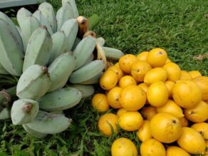 Bananas in December? How to Grow Tropical Crops in Cool Climates