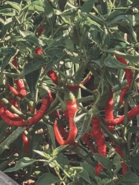 The Homesteader’s Herbal First Aid Kit