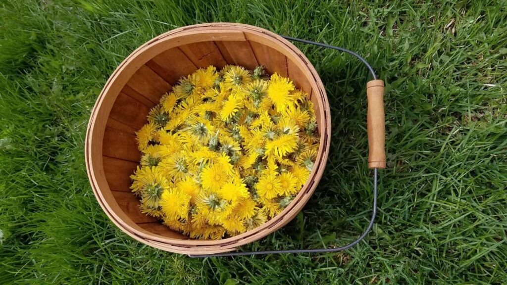 Spring Foraging Guide: Nettles, Dandelions & Wild Edibles