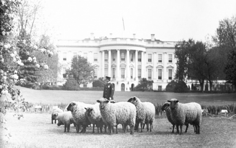 Why Heritage Sheep Belong on the Homestead