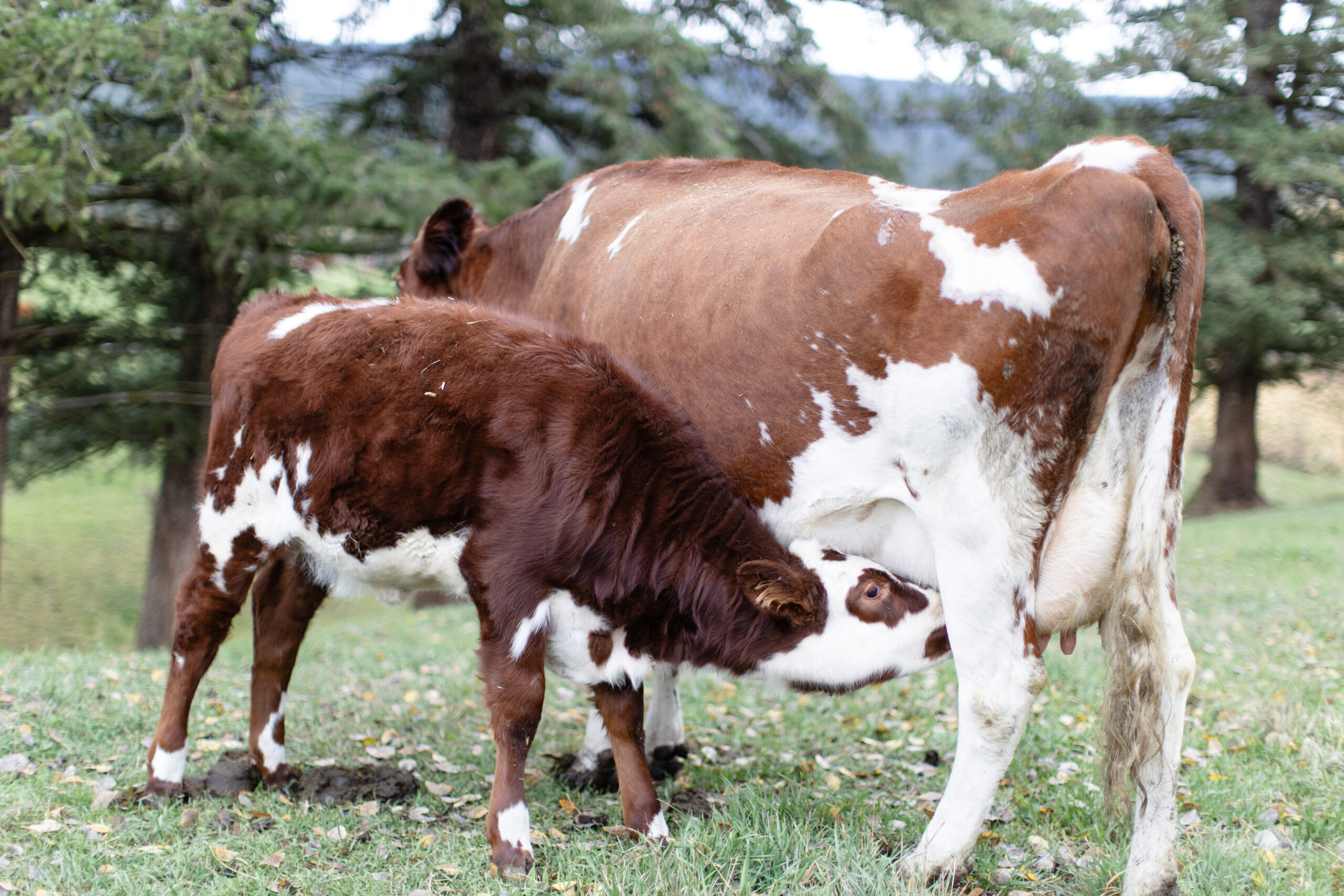 Bringing Home Your First Dairy Cow - Homestead Living