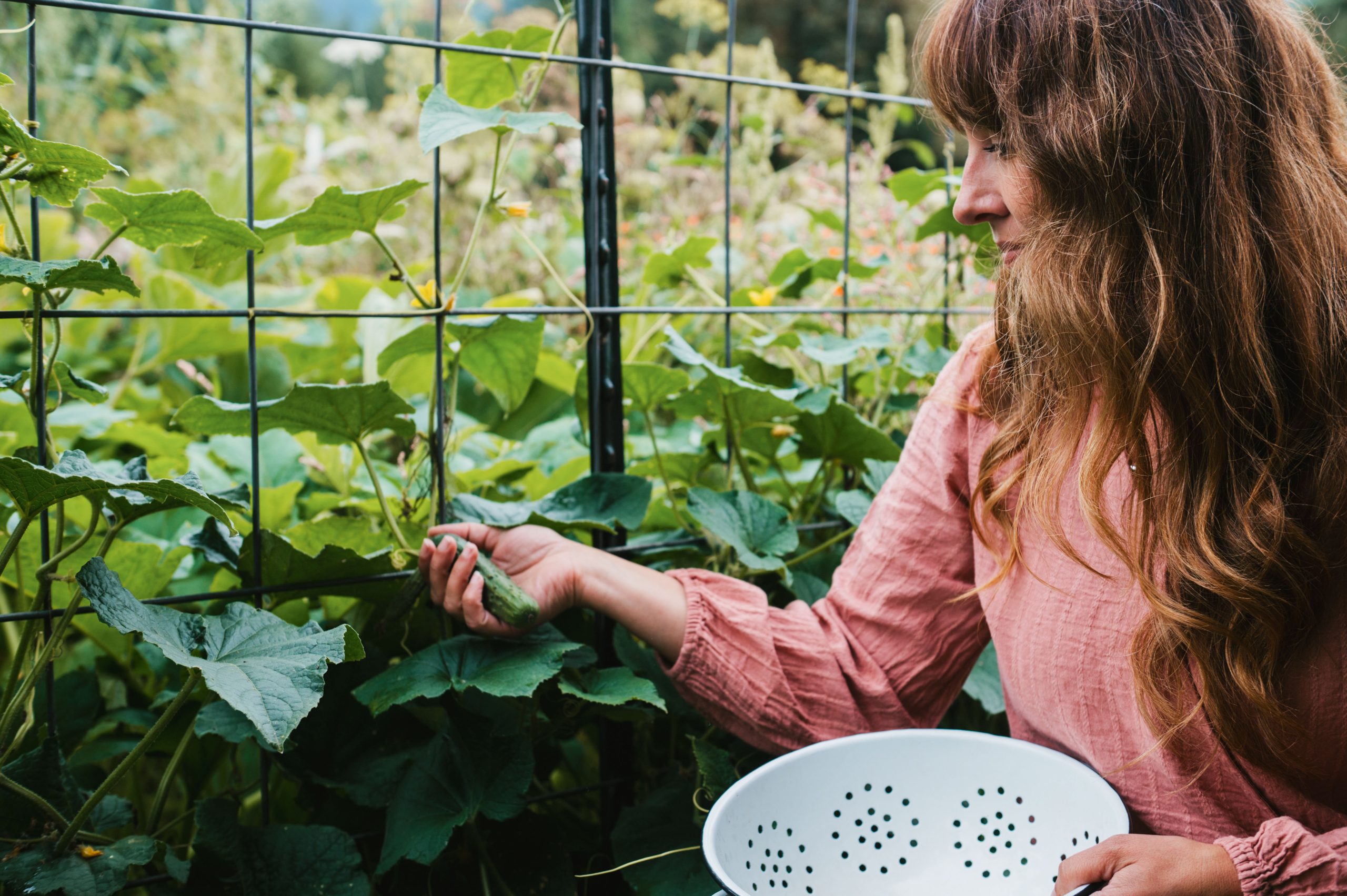 Creating a Food Preservation Plan