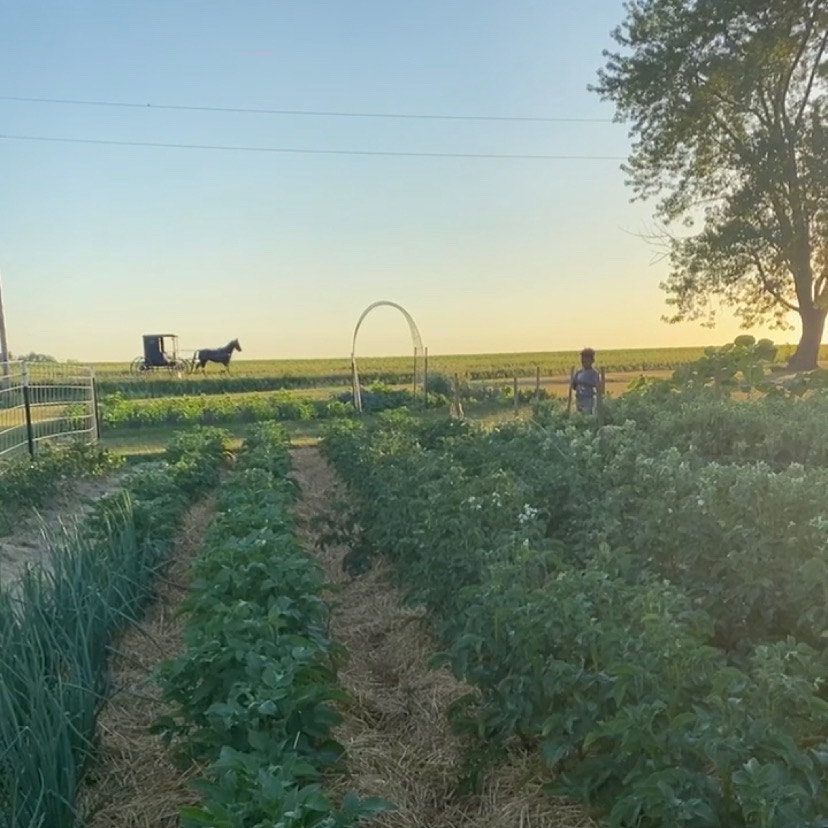 Growing More Than Food: How Homesteading Builds Character