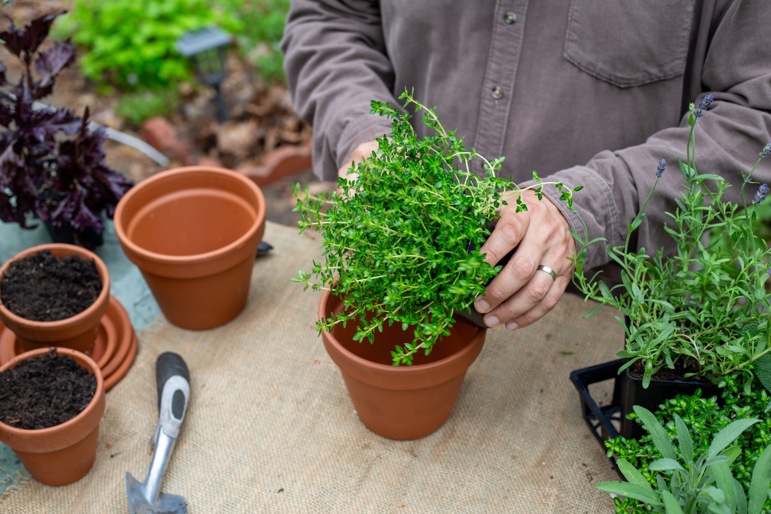Four Easy Ways to Expand Your Herb Garden for Free